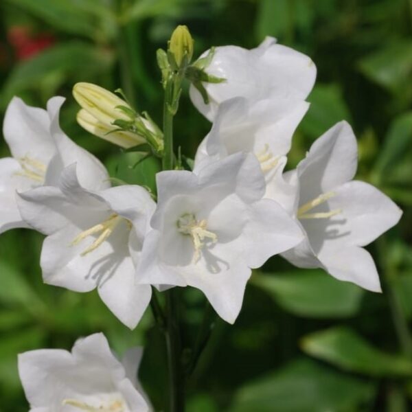 White Peachleaf Bellflower in 1 Gallon Pot