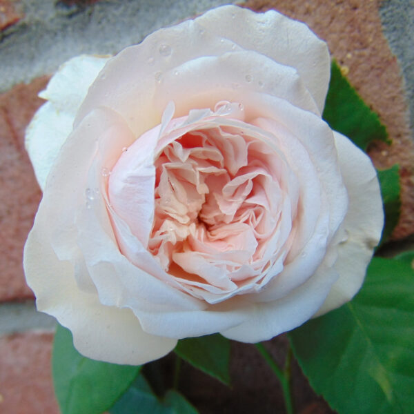 Rosa 'Souvenir de la Malmaison' (Climbing) in 2 Gallon Pot