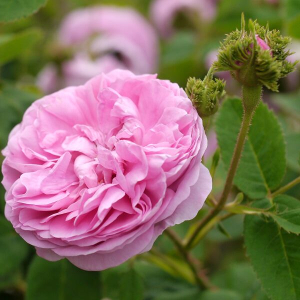 Rosa 'Chapeau de Napoleon' in 2 Gallon Pot