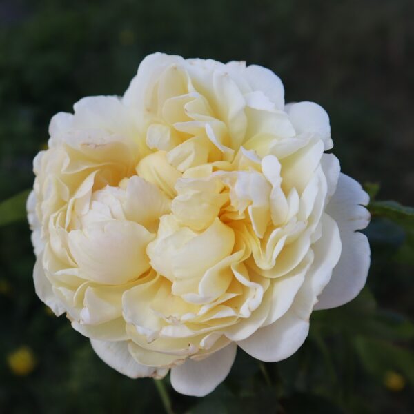 Rosa 'Bentley's Beauty' in 2 Gallon Pot