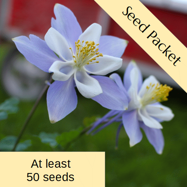 Seeds: Aquilegia 'Rocky Mountain Blue' columbine - Fraser Valley Rose Farm