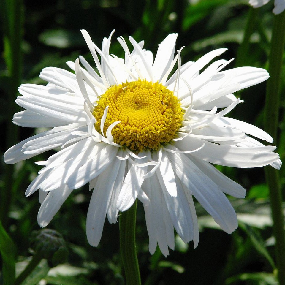 Leucanthemum ‘Crazy Daisy’ in 1 Gallon Pot – Fraser Valley Rose Farm