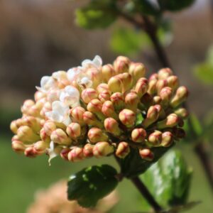 Hobble bush Viburnum lantanoides in 1 Gallon Pot