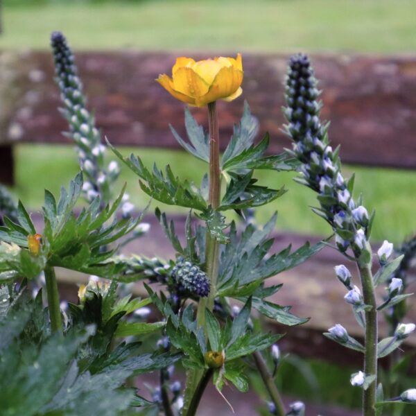 Veronica 'Barbara Sherwood' in 1 Gallon Pot