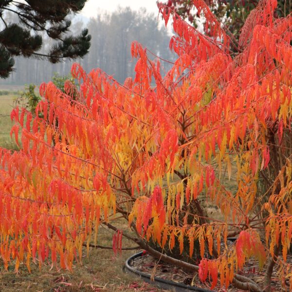 'Tiger Eye' Sumac in 2 Gallon Pot