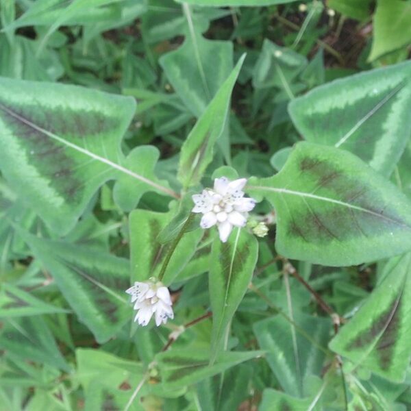 Persicaria 'purple Fantasy'