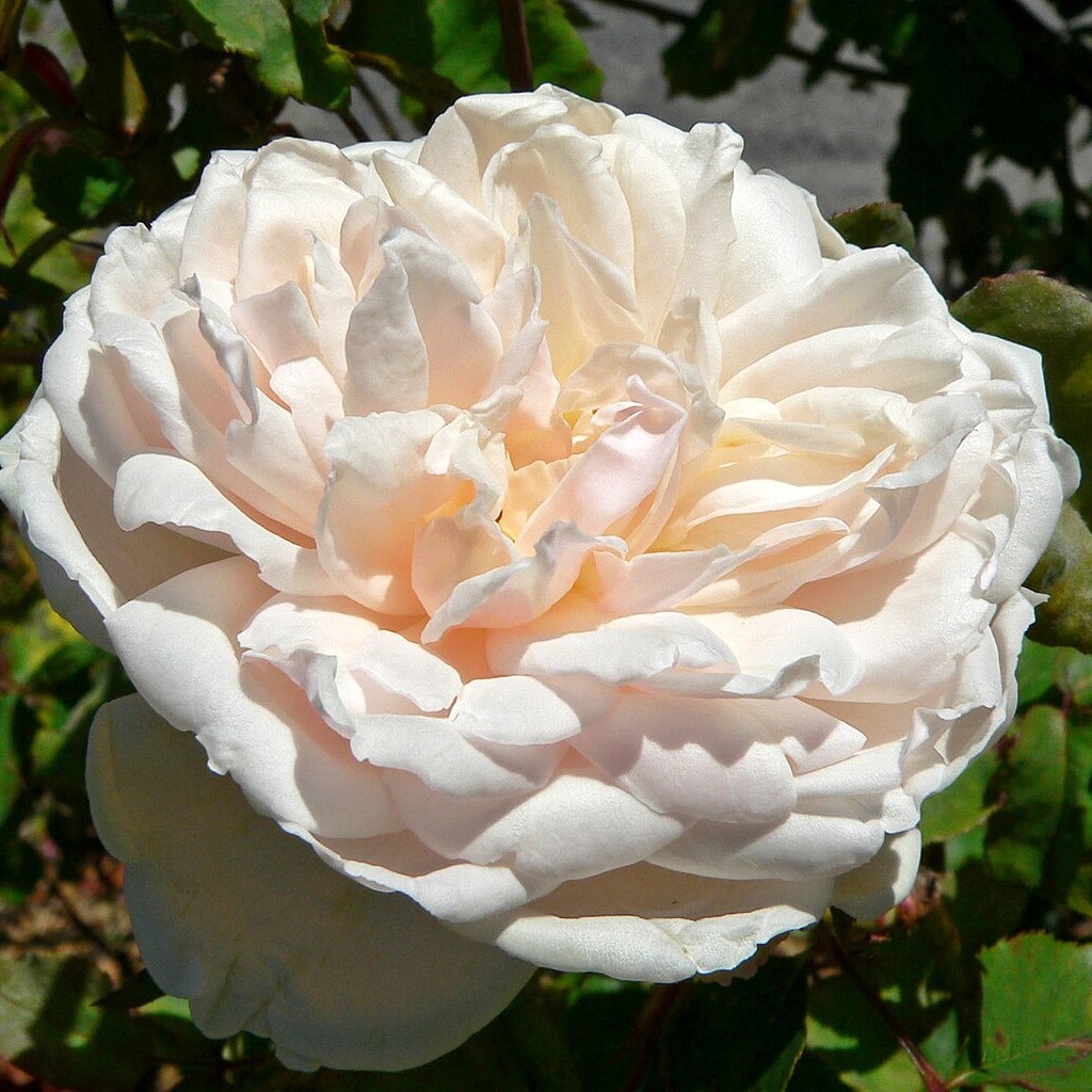 Rosa ‘Madame Alfred Carrière’ in 9cm Pot – Fraser Valley Rose Farm