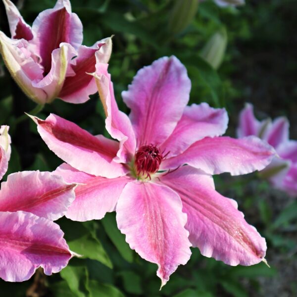 Clematis 'Vancouver Mystic Gem' in 8cm Plug