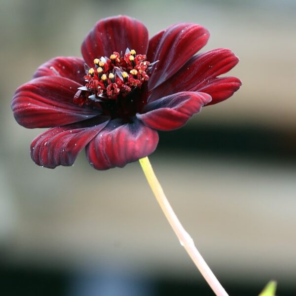 Cosmos 'New Choco' in 1 Gallon Pot