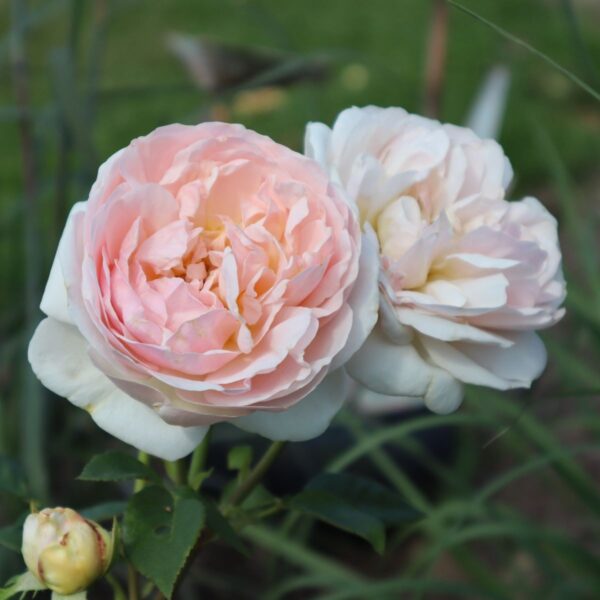 Rosa 'Evelyn' in 9cm Pot