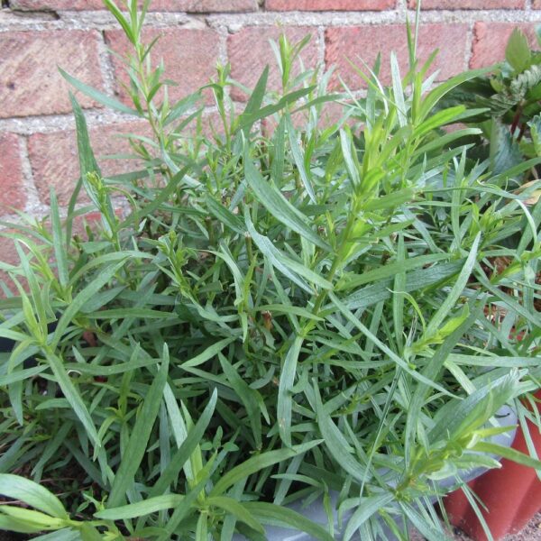 Artemisia Dracunculus 'French Tarragon' in 9cm Pot