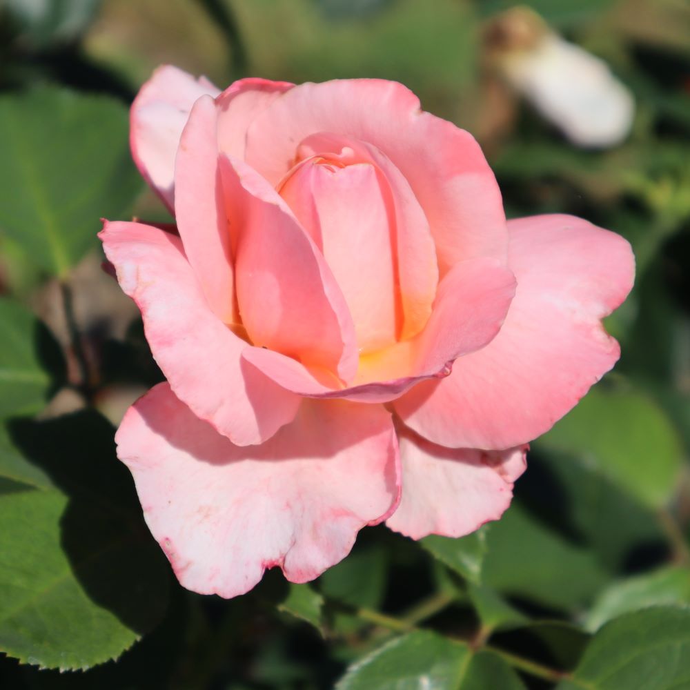 Rosa ‘Lady Ashe’ in 9cm Pot – Fraser Valley Rose Farm