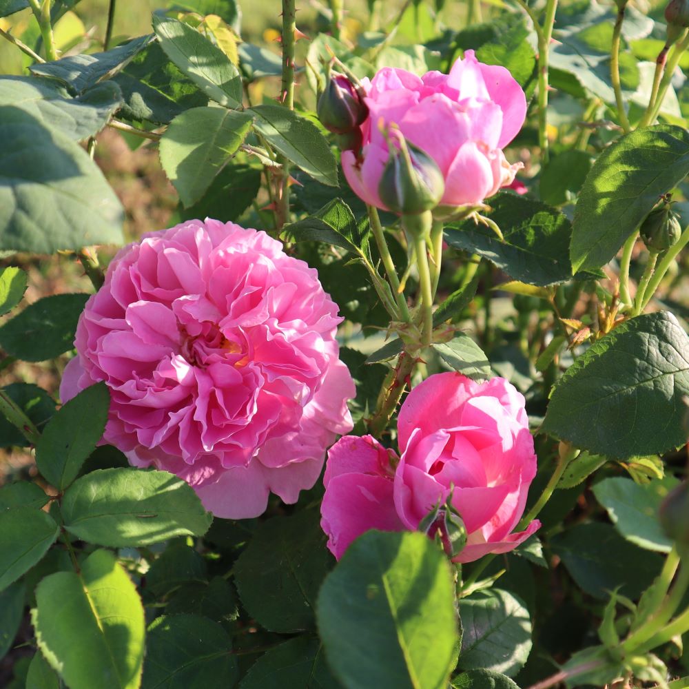 Rosa ‘Mary Rose’ in 9cm Pot – Fraser Valley Rose Farm