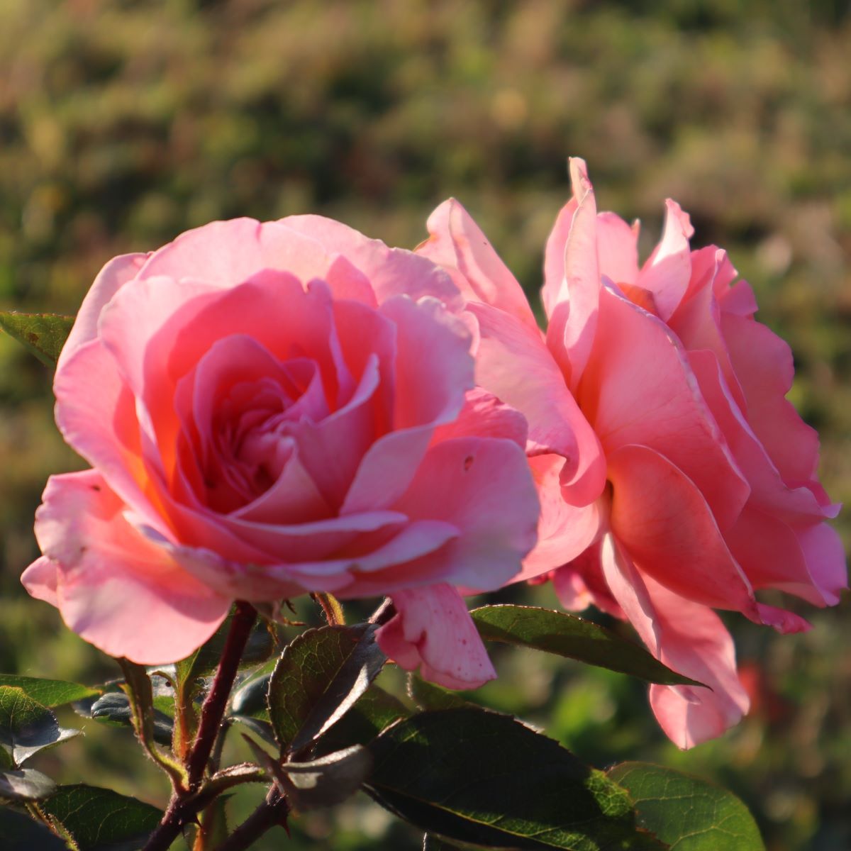 Rosa ‘Paul Shirville’ in 9cm Pot – Fraser Valley Rose Farm