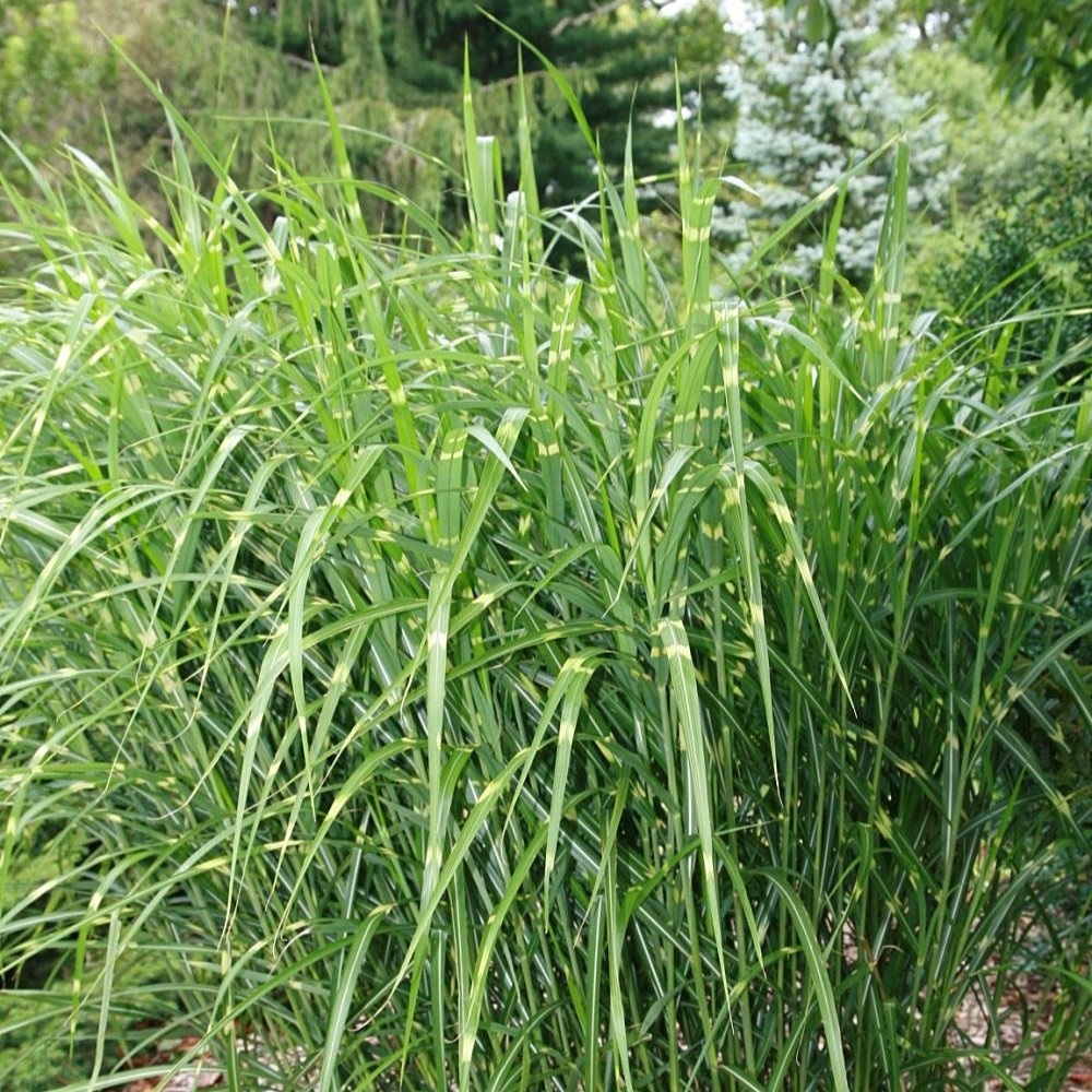 Miscanthus sinensis ‘Strictus’, ‘Porcupine Grass’ in 1 Gallon Pot ...