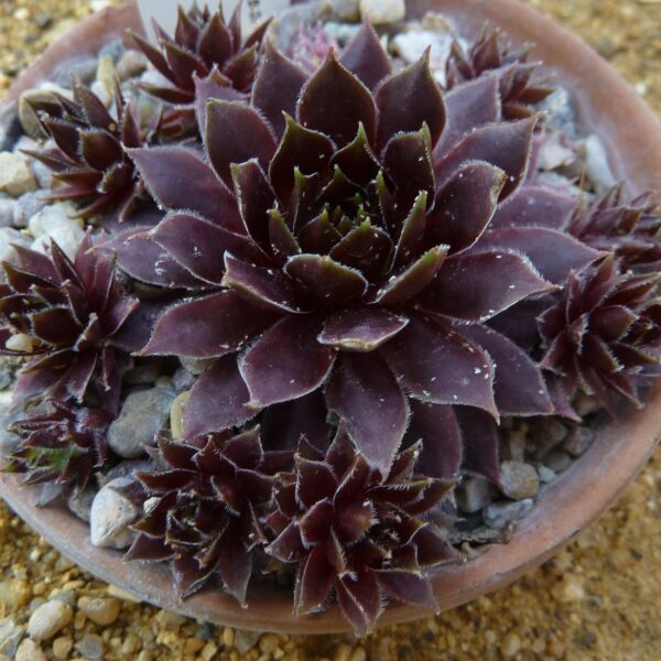 Assorted Sempervivum in 9cm Pot