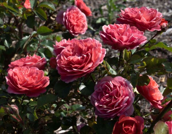 Rosa 'Desert Sky' in 3 Gallon Pot