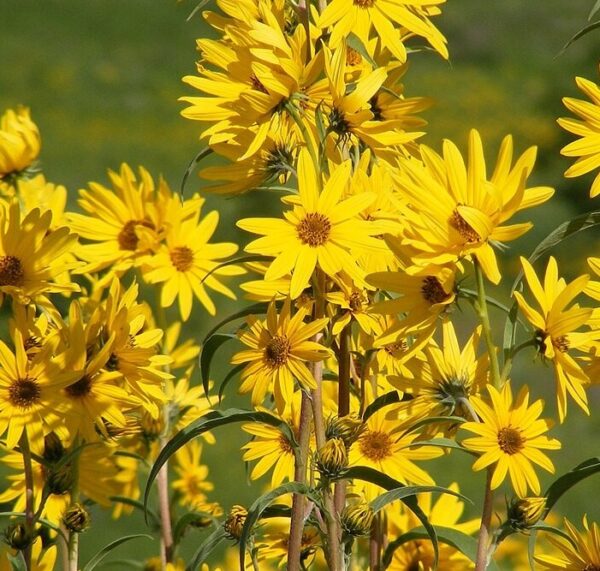 Helianthus 'Early Bird' in 1 Gallon Pot