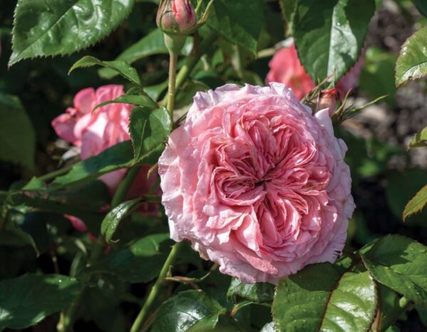 Rosa 'Romantica Ball Gown' in 3 Gallon Pot