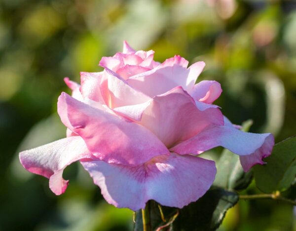 Rosa 'Secret' in 3 Gallon Pot