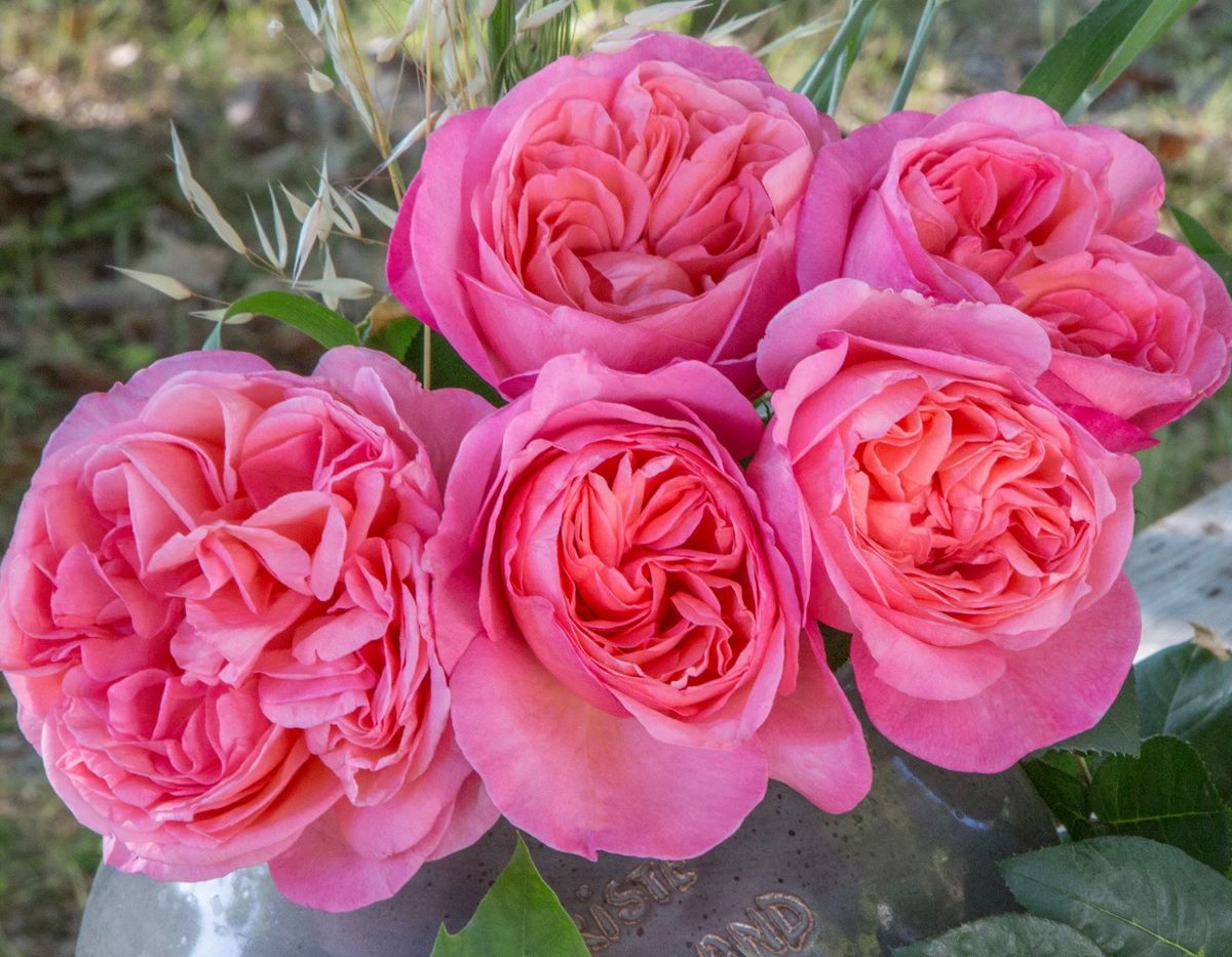 Rosa ‘Sweet Mademoiselle’ in 3 Gallon Pot – Fraser Valley Rose Farm