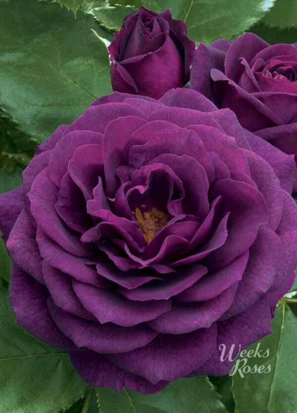 Rosa 'Ebb Tide' in 3 Gallon Pot