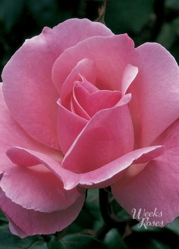 Rosa 'Queen Elizabeth' in 3 Gallon Pot