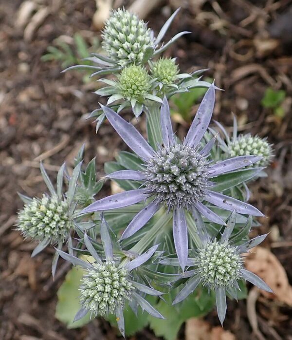 Eryngium 'Blue Hobbit' Sea Holly in 1 gallon pot