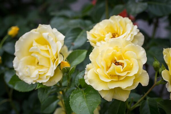 Rosa 'Lichtkönigin Lucia' in 2 Gallon Pot