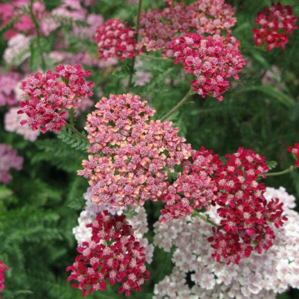 Achillea 'Flowerburst Fruit Bowl' Yarrow in 1 Gallon Pot