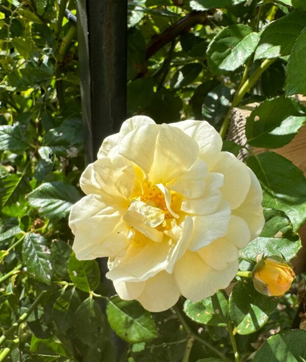 Rosa 'Danae' in 2 Gallon Pot