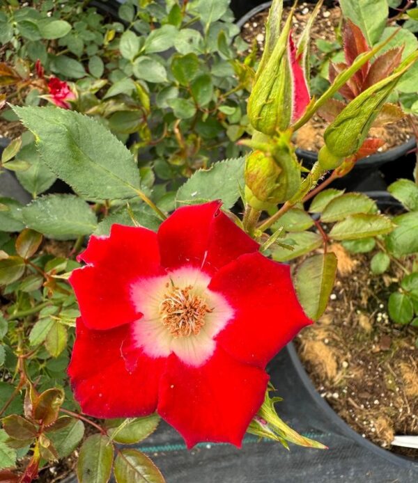 Rosa 'Hoot Owl' in 2 Gallon Pot