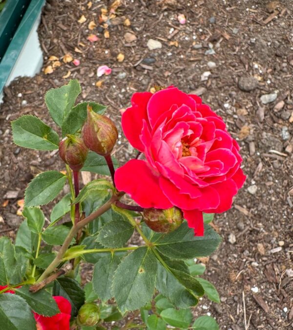 Rosa 'Hope & Joy' in 2 Gallon Pot