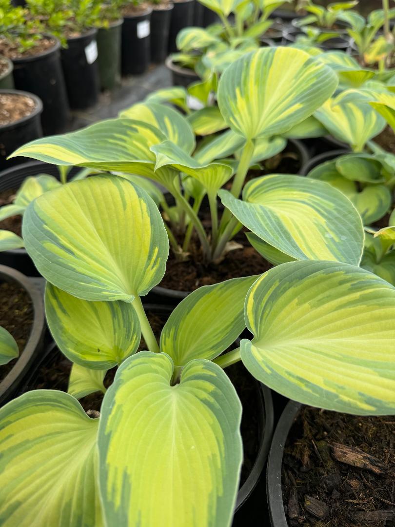 ‘June’ Hosta in 1 gallon pot – Fraser Valley Rose Farm