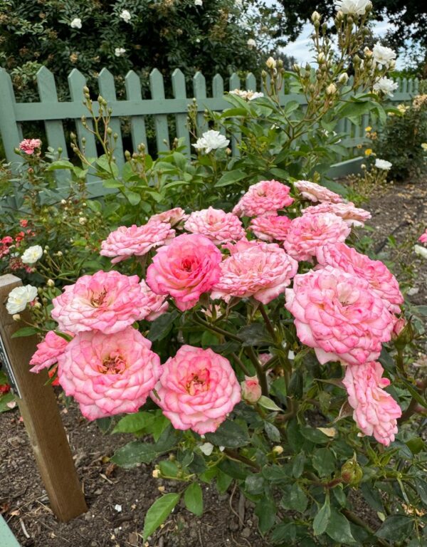 Rosa 'Magic Carrousel' in 2 Gallon Pot