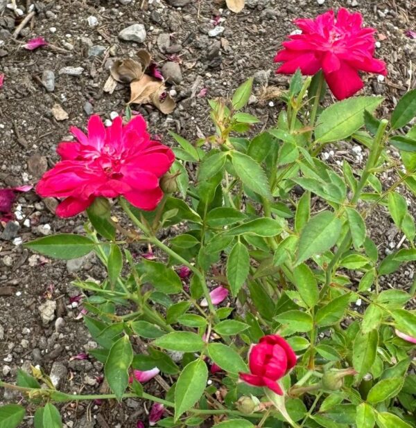 Rosa 'Oakington Ruby' in 2 Gallon Pot