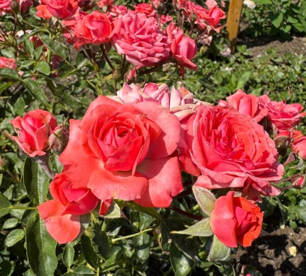 Rosa 'Redwood Empire' in 2 Gallon Pot