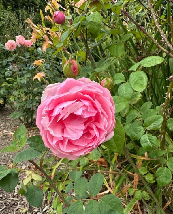 Rosa 'The Reeve' in 2 Gallon Pot