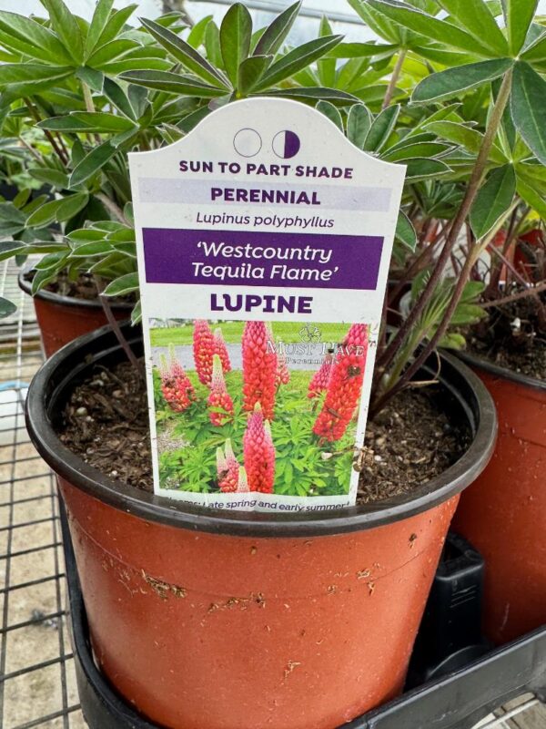 Lupinus 'Westcountry Tequila Flame' lupine in a 16cm pot