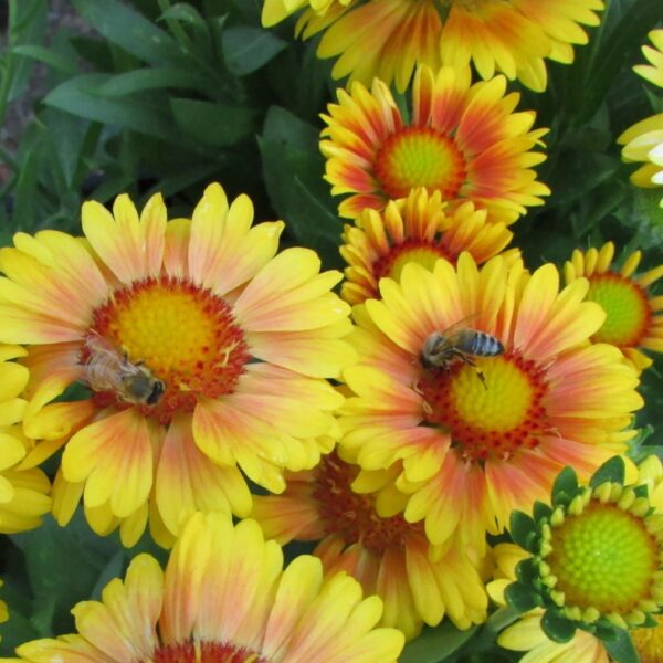 Gaillardia 'Arizona Apricot' Blanket Flower in 1 gallon pot