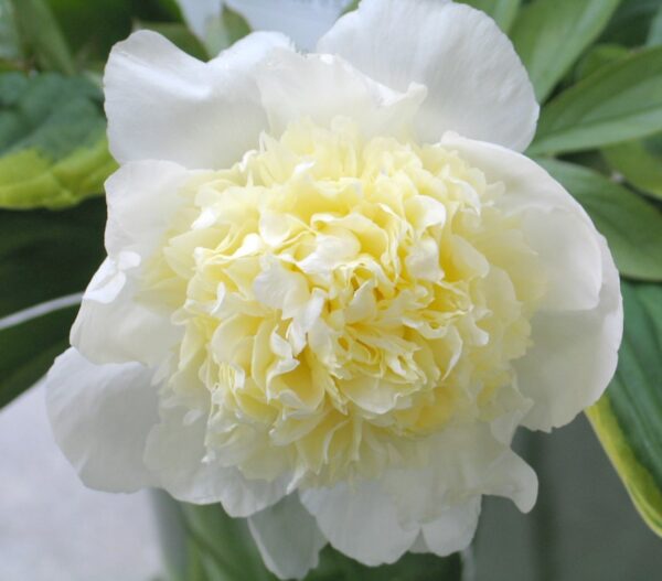 Peony 'Primevere' in 1 Gallon Pot