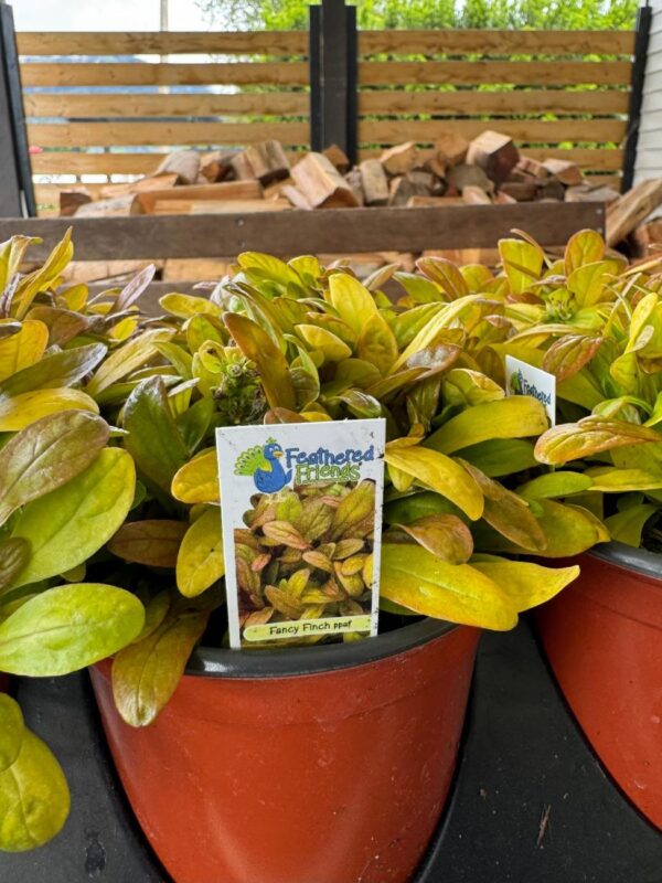 Ajuga 'Fancy Finch' in 1 gallon pot