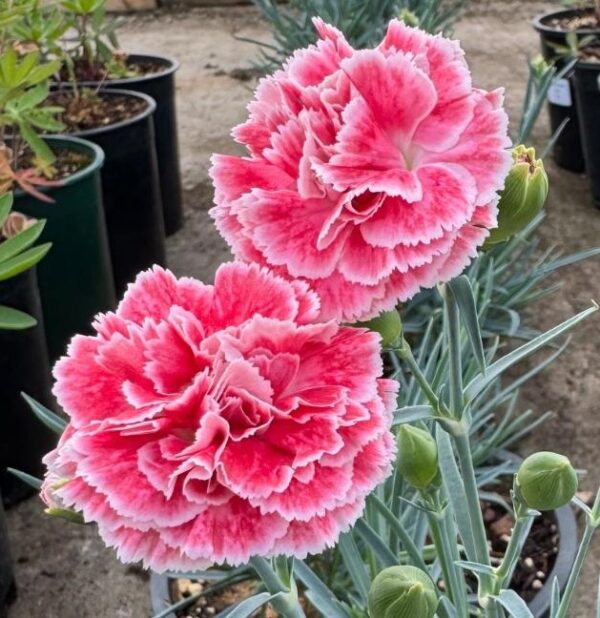 Dianthus 'Scent First Coral Reef' in 1 gallon pot