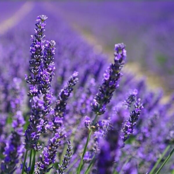 Lavandula 'Sensational' Lavender in 1 gallon pot