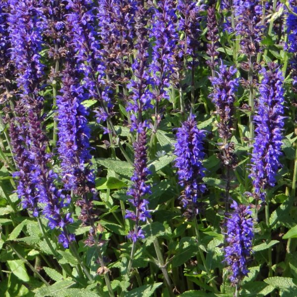 Salvia 'New Dimension Blue' in 1 gallon pot