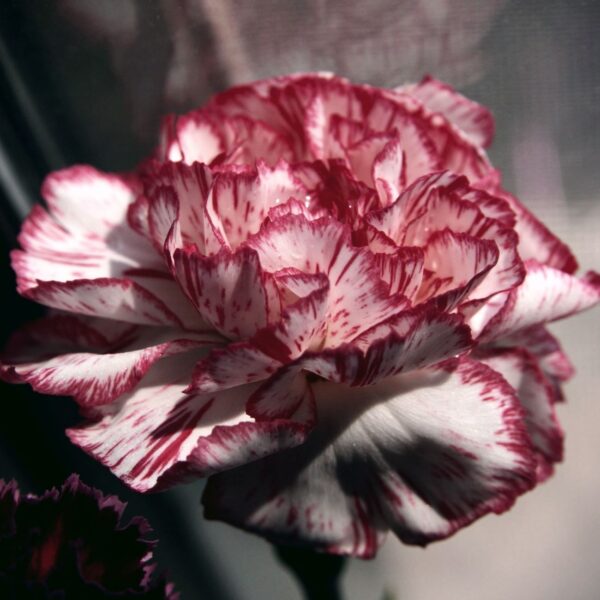 Carnation 'Raspberry Ripple' in 1 Gallon Pot