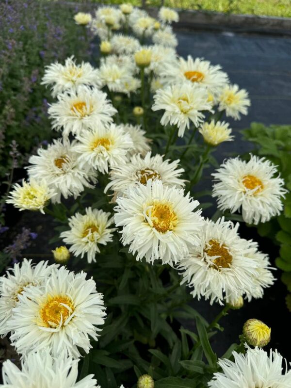 Shasta Daisy 'Coconut' in 1 gallon pot