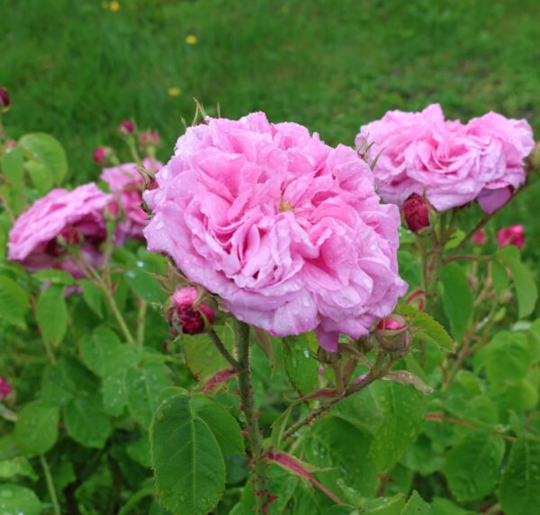 Rosa 'Gros Choux d'Hollande' in 2 Gallon Pot