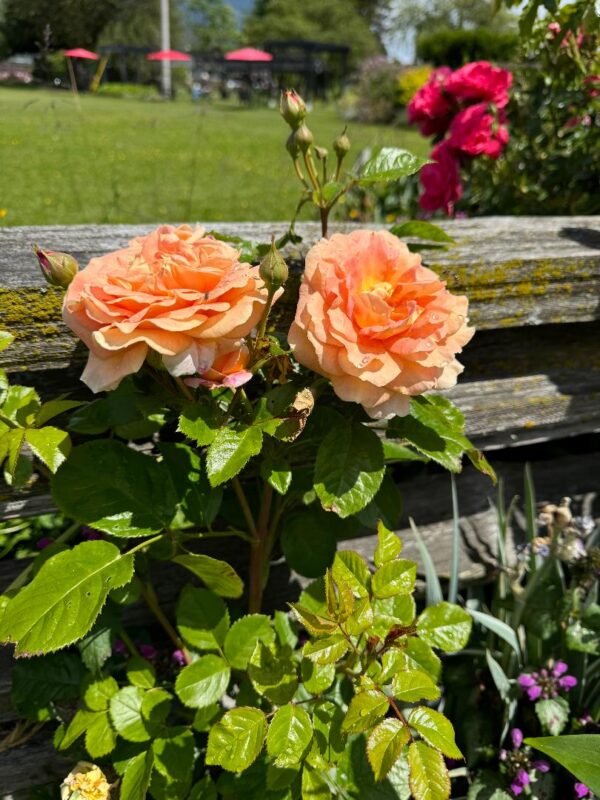 Rosa 'Olds College' in 2 Gallon Pot