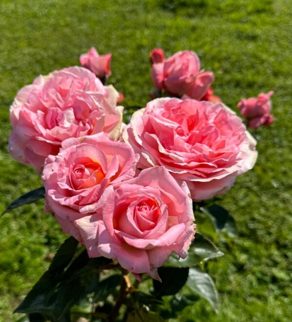 Rosa 'Paul Shirville' in a 2 Gallon Pot